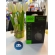 Fone de ouvido QCY AilyBuds Lite (T29)